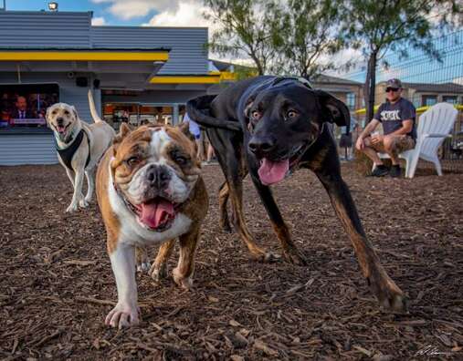 dog restaurant Texas