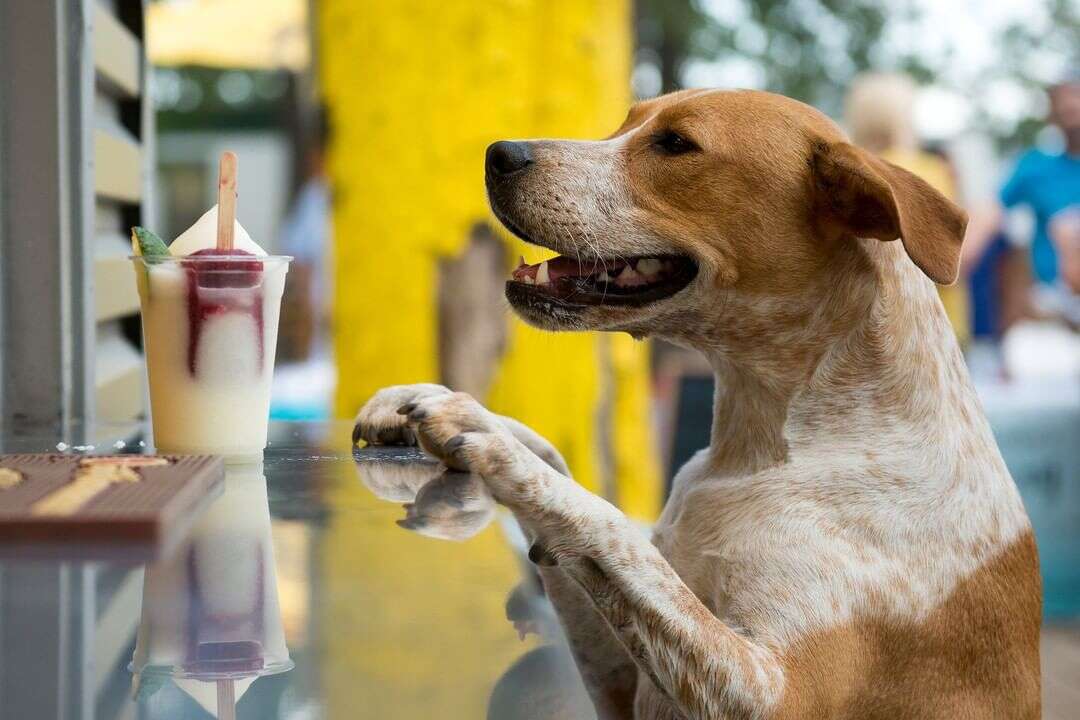 dog restaurant 