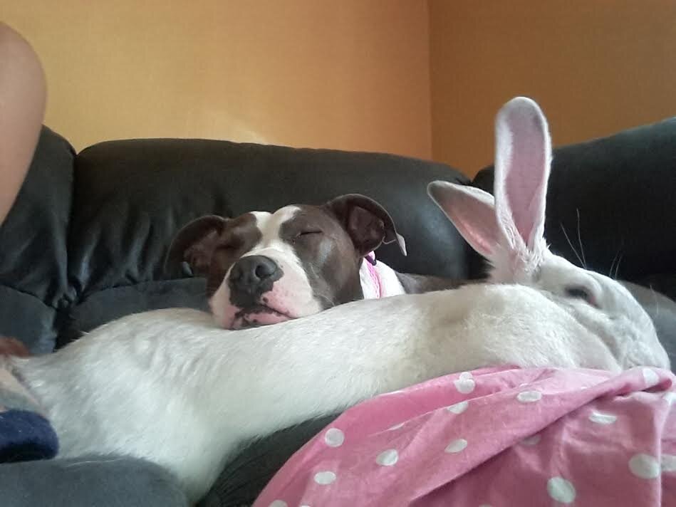 Pit Bull's Best Friend Is A Giant Rabbit - The Dodo