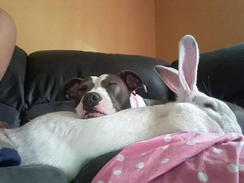 Flemish giant deals rabbit with dog