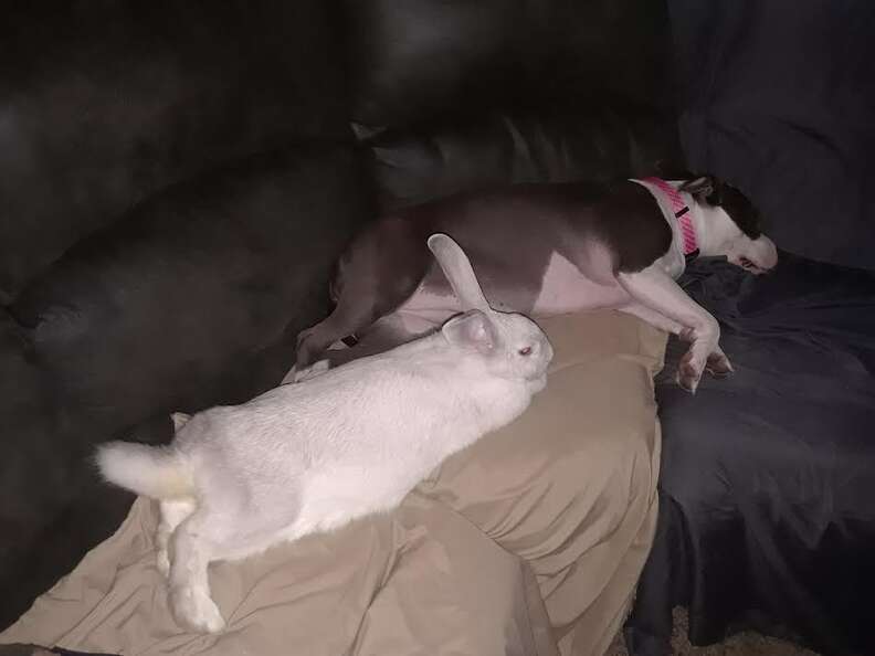 rabbit pit bull friends