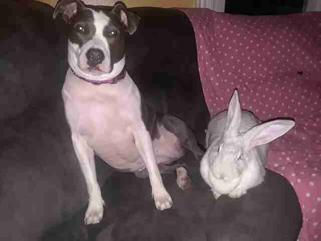 Pit Bull's Best Friend Is A Giant Rabbit - The Dodo