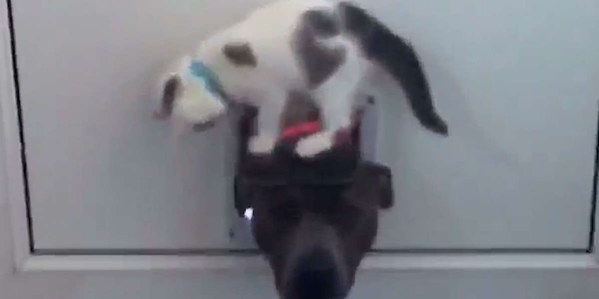 Kitten Won’t Let Dog Through Door - Videos - The Dodo