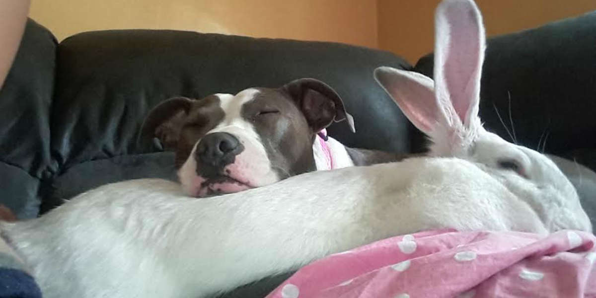 Pit Bull's Best Friend Is A Giant Rabbit - The Dodo
