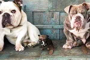 Teeny Tiny Bulldog Won't Stop Talking 