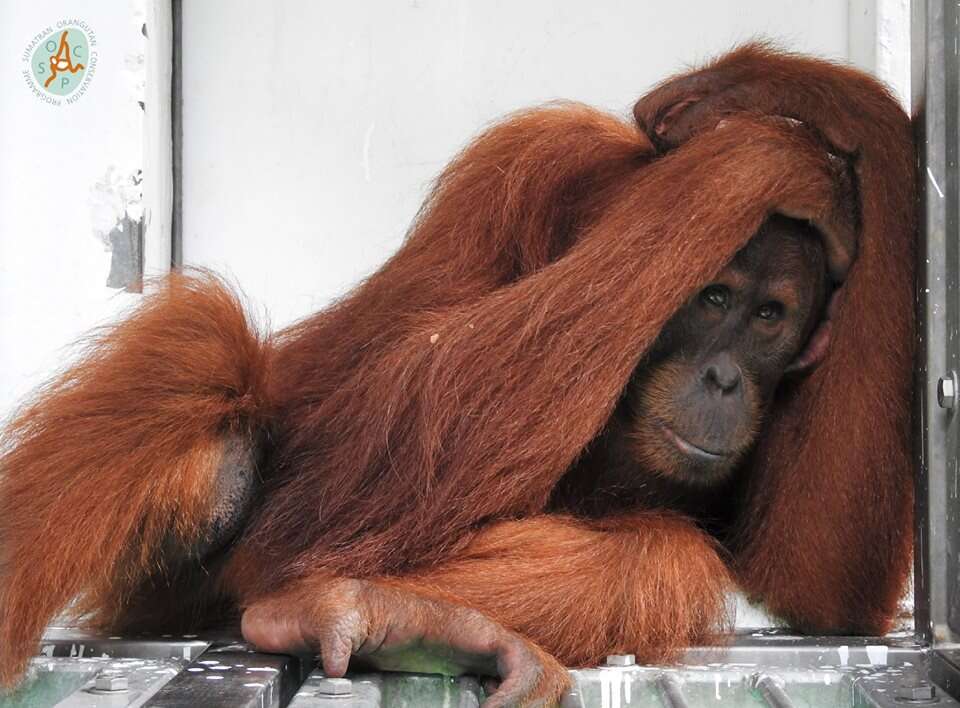 Orangutan covering her head in cage