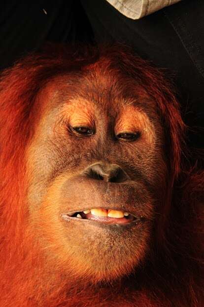 Closeup of orangutan's face
