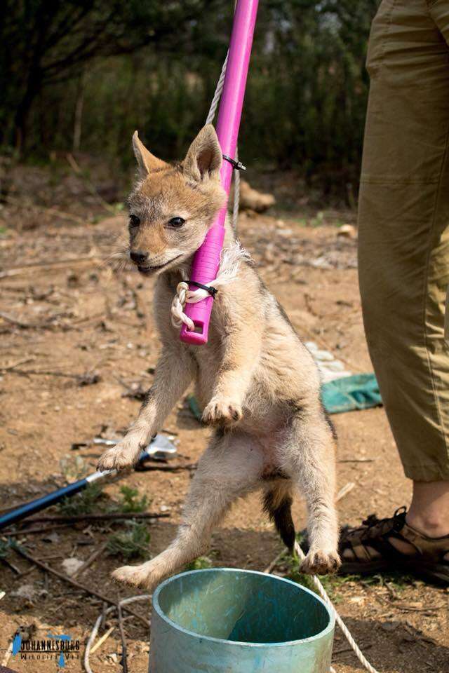Woman rescues two baby jackals from pipe in South Africa