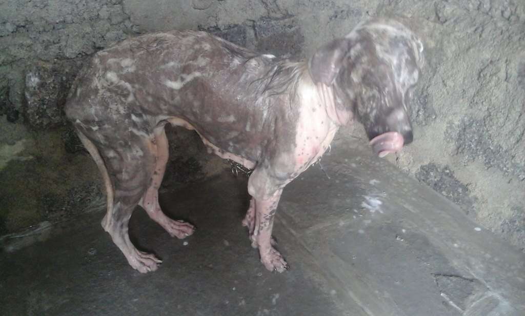 Sick Street Dog Wanders Into Rescue Office Looking For Help - The Dodo