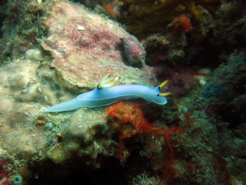Colorful sea slug discovered in the Indo-Pacific
