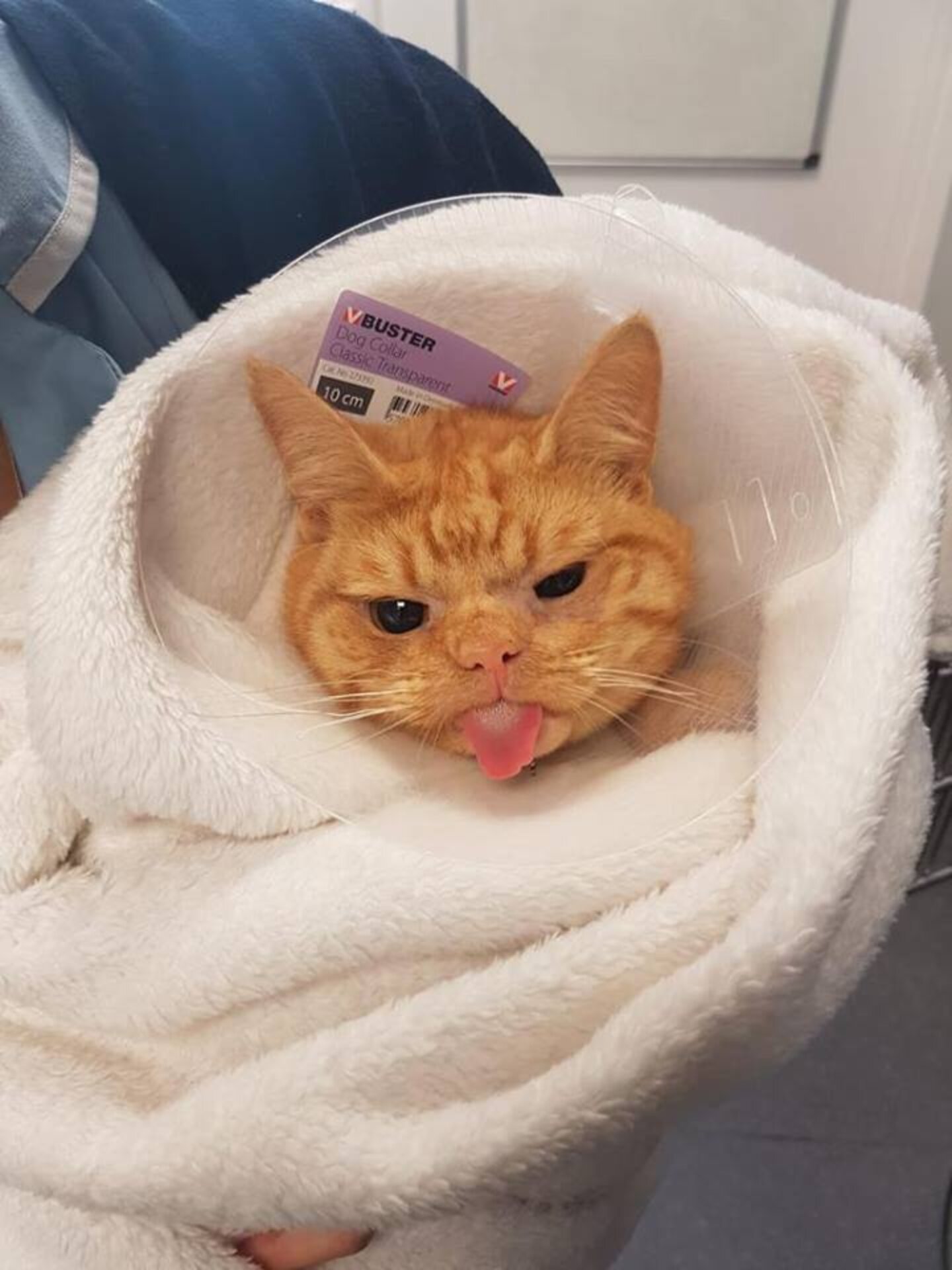Shelter Takes In Very Grumpy Looking Cat - The Dodo
