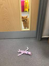 grumpy cat