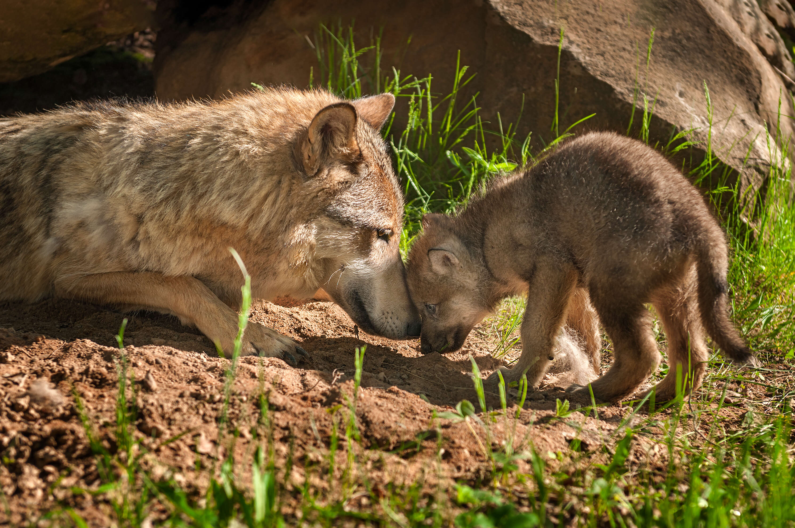 Gray wolf adult touching heads with puppy