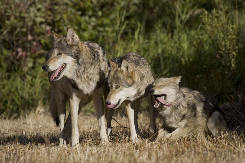 Gray wold family