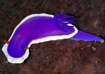 Colorful sea slug discovered in the Indo-Pacific