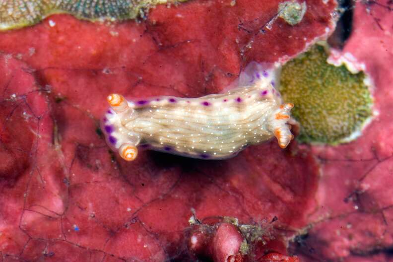Colorful sea slug discovered in the Indo-Pacific
