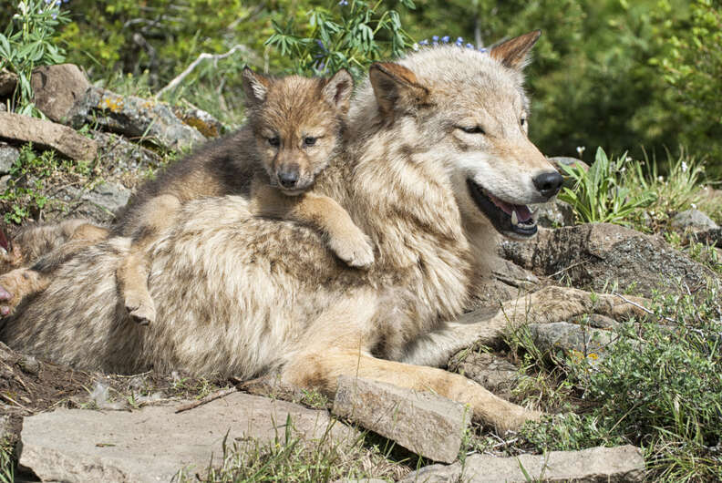 Baby wolf lying on mother's back