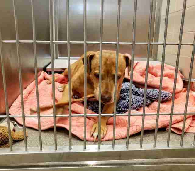 Pit bull lying in shelter kennel