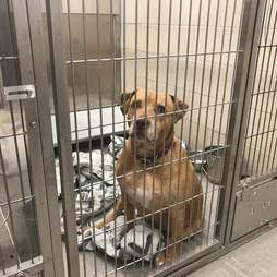 Pit bull mix inside shelter
