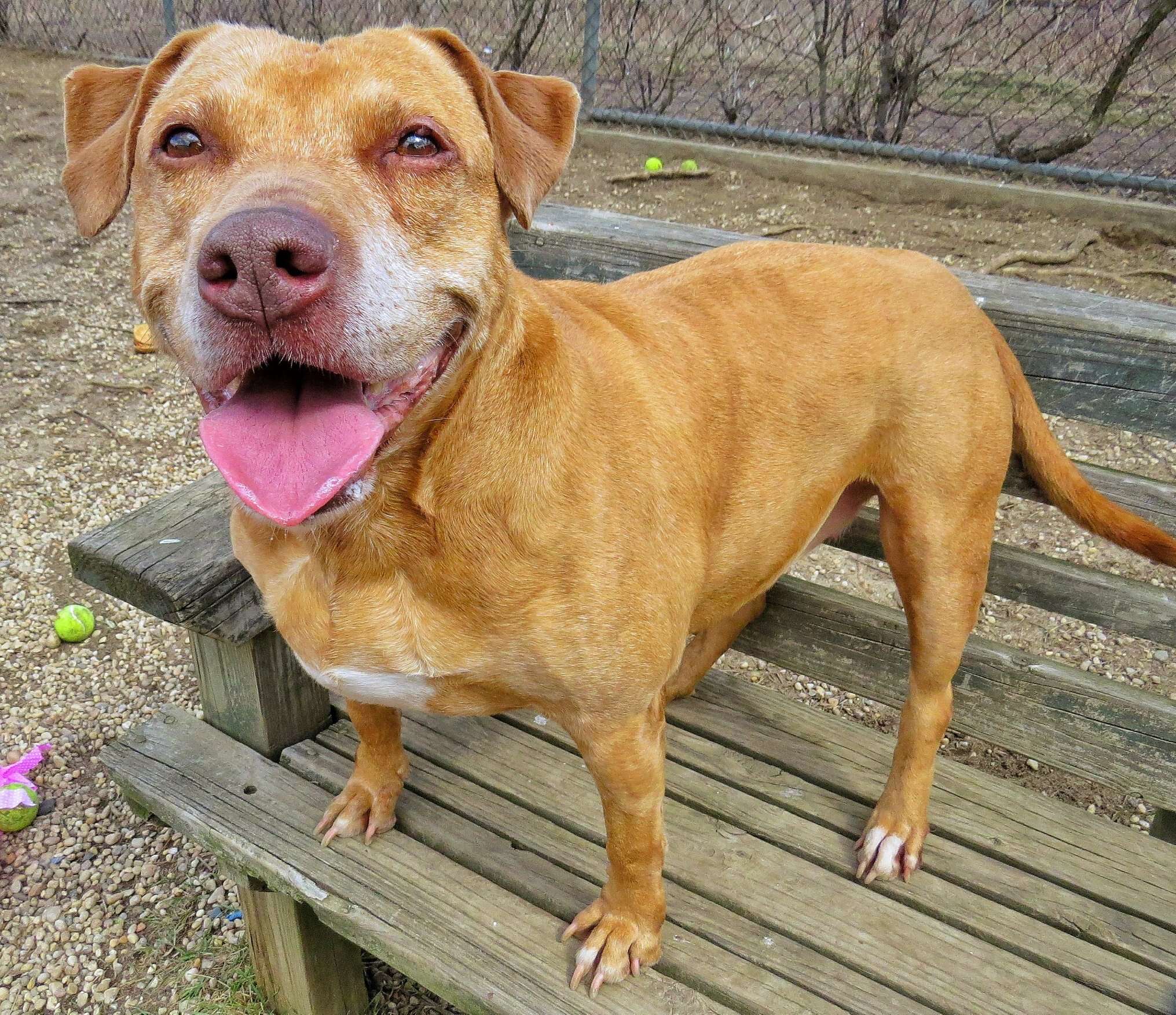 Pit bull mix standing on bench