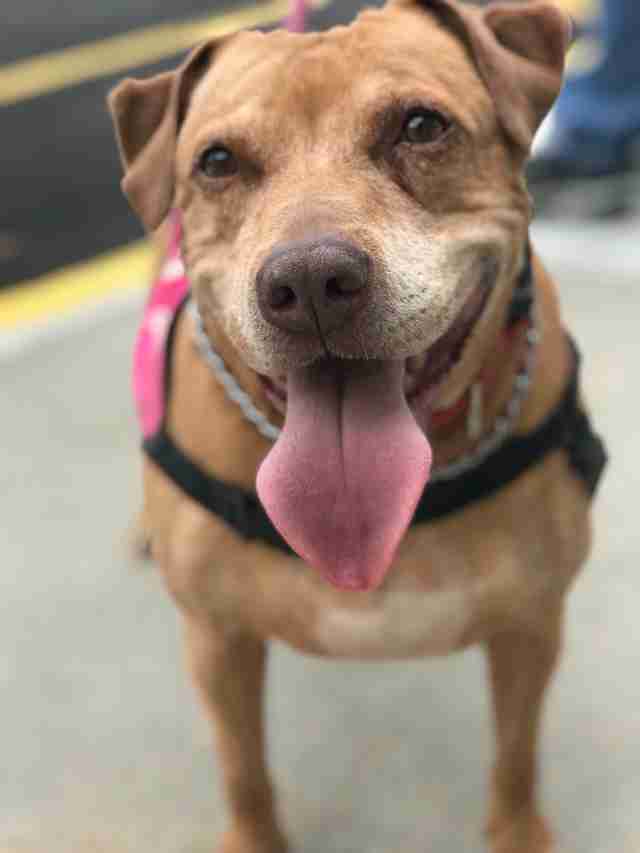 Smiling pit bull