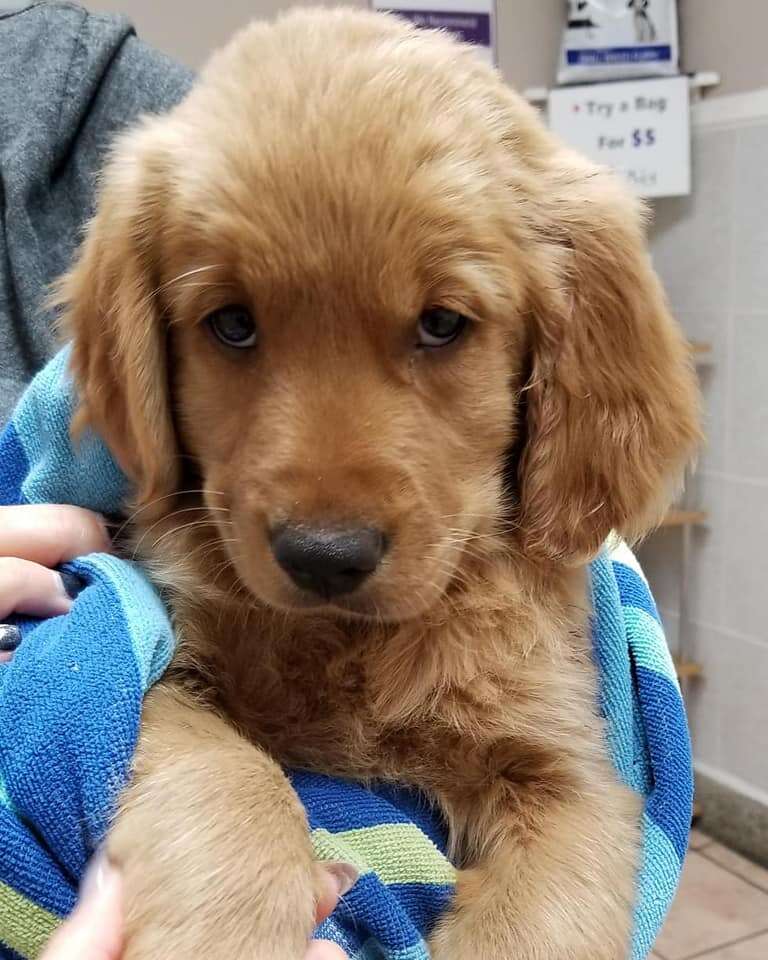Golden retriever puppy in towel