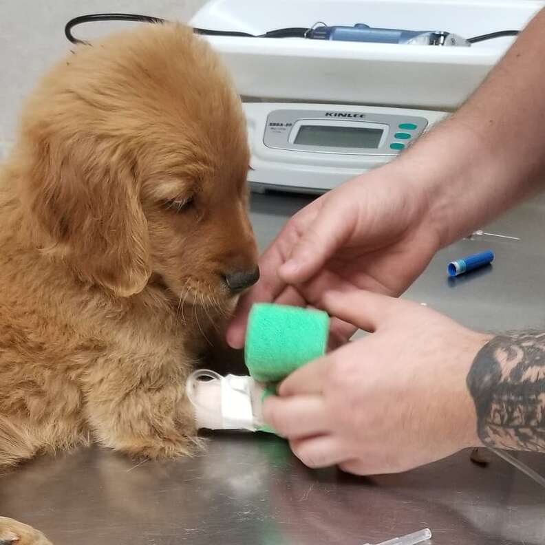 Golden retriever puppy at vet