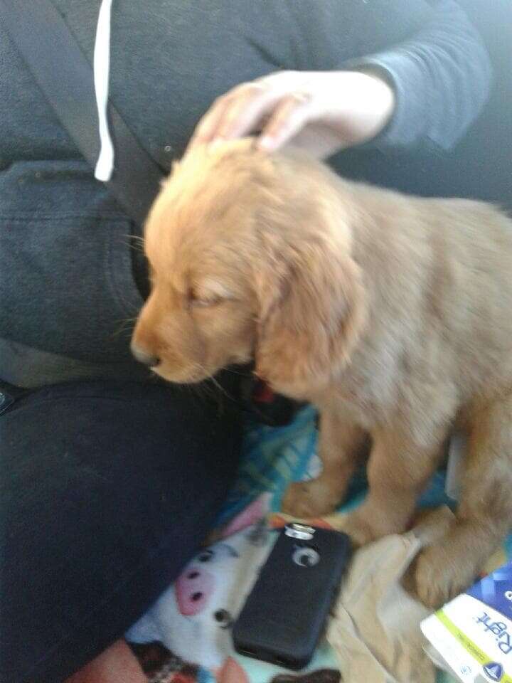 Golden retriever puppy