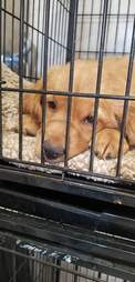 Puppy in cage at vet office