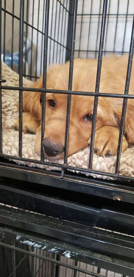 Puppy in cage at vet office