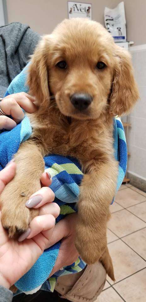 Puppy being held in towel