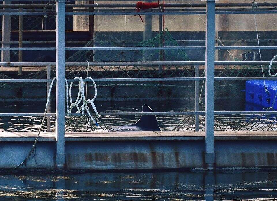 Captive orca in holding pen in Russia