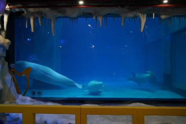 Captive belugas inside tank at Chinese mall