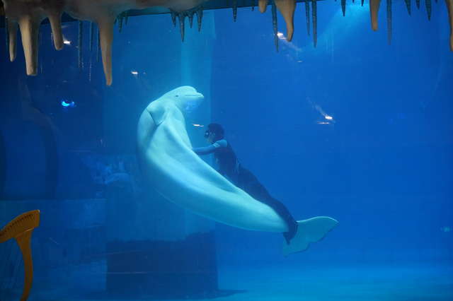Beluga being forced to perform show