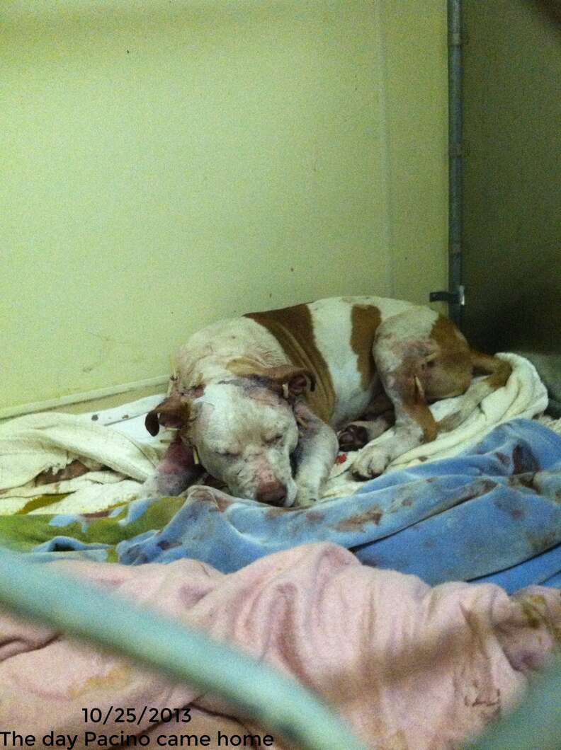 pit bull used as bait dog