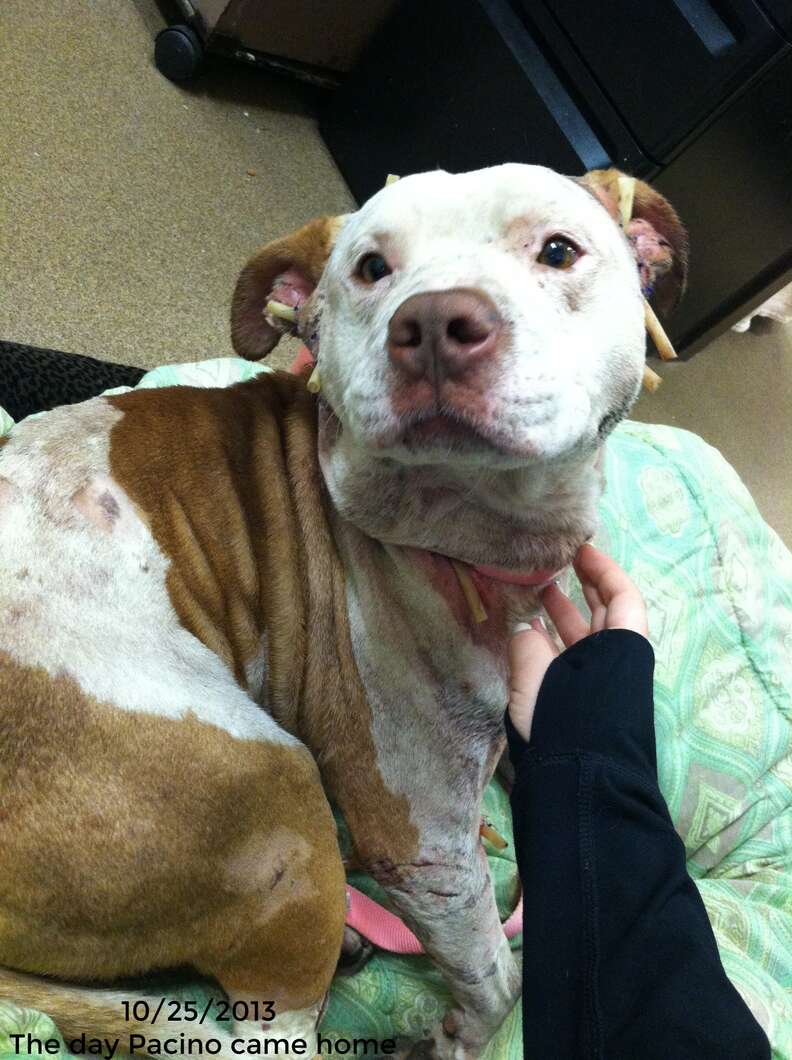 pit bull used as bait dog