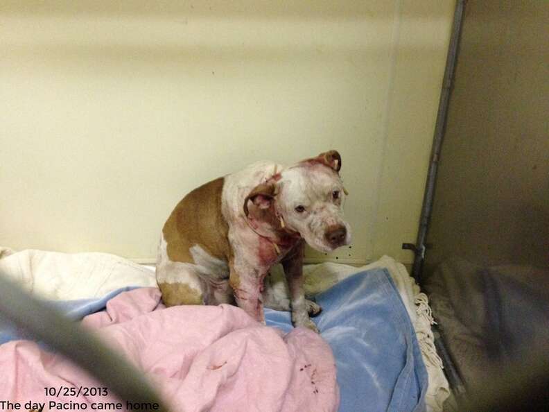 pit bull used as bait dog