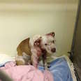 pit bull used as bait dog 