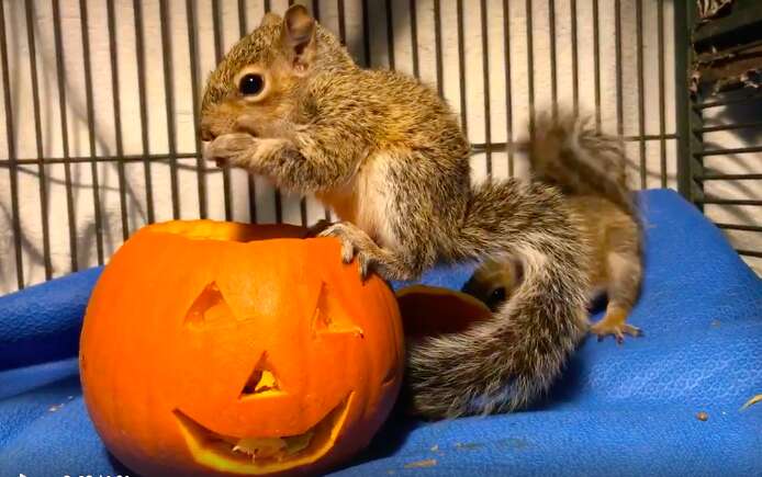 squirrel rescue pumpkin