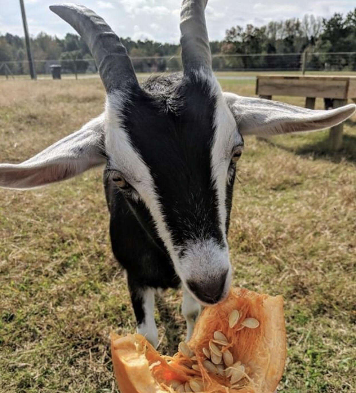goat rescue pumpkin