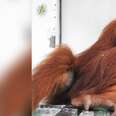 Scared orangutan covering her head while in cage