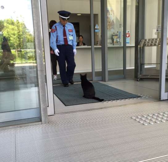 Black cat tries to enter Japanese art museum