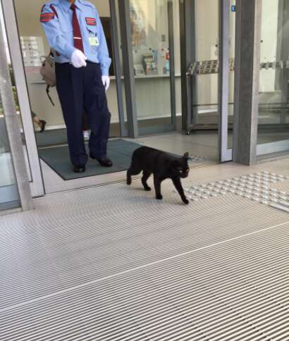 Cat is turned away by museum guards at Hiroshima Onomichi City Museum