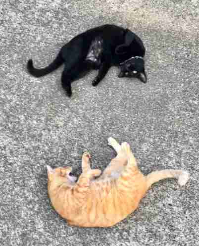 museum cats of Japan