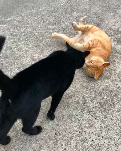 Two cats try to enter museum in Japan