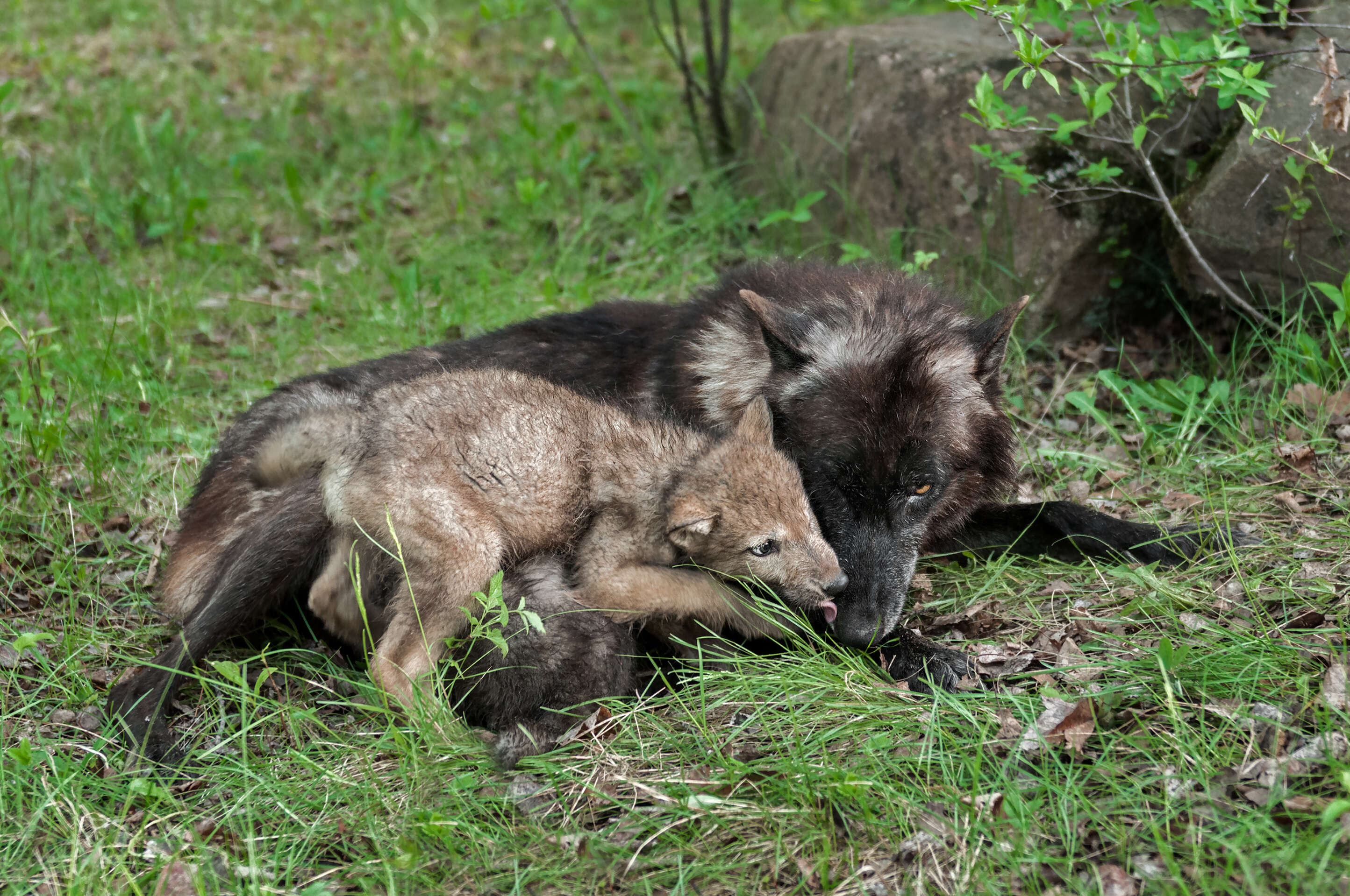 Adult gray wolf with baby