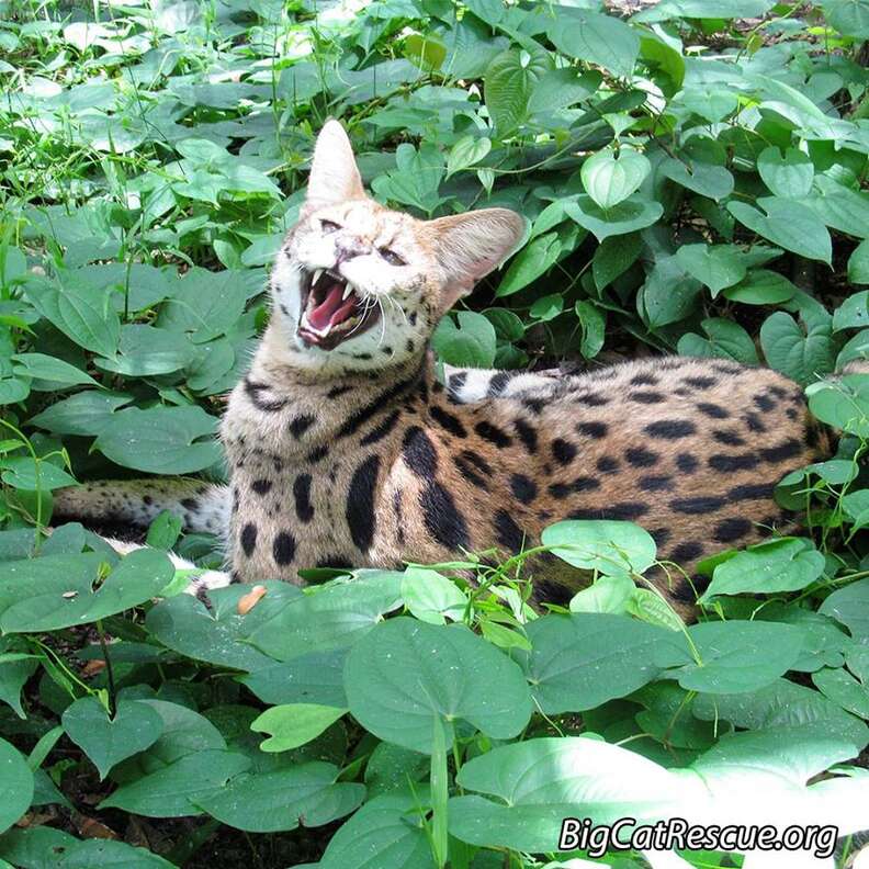 african serval cat attacks