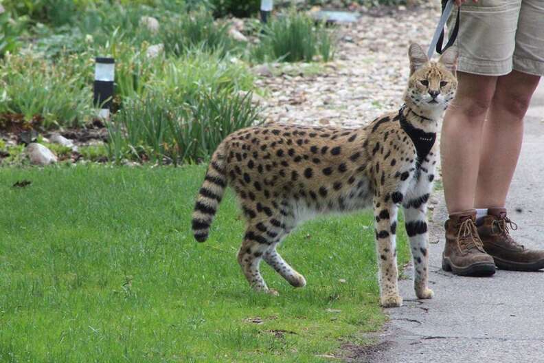 African Serval Cat Attacks Toddler At Birthday Party The Dodo