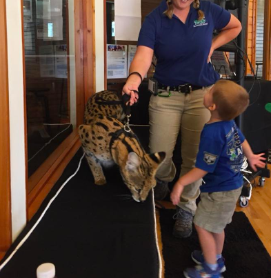 African Serval Cat Attacks Toddler At Birthday Party The Dodo African Serval Cat Attacks Toddler At Birthday Party The Dodo