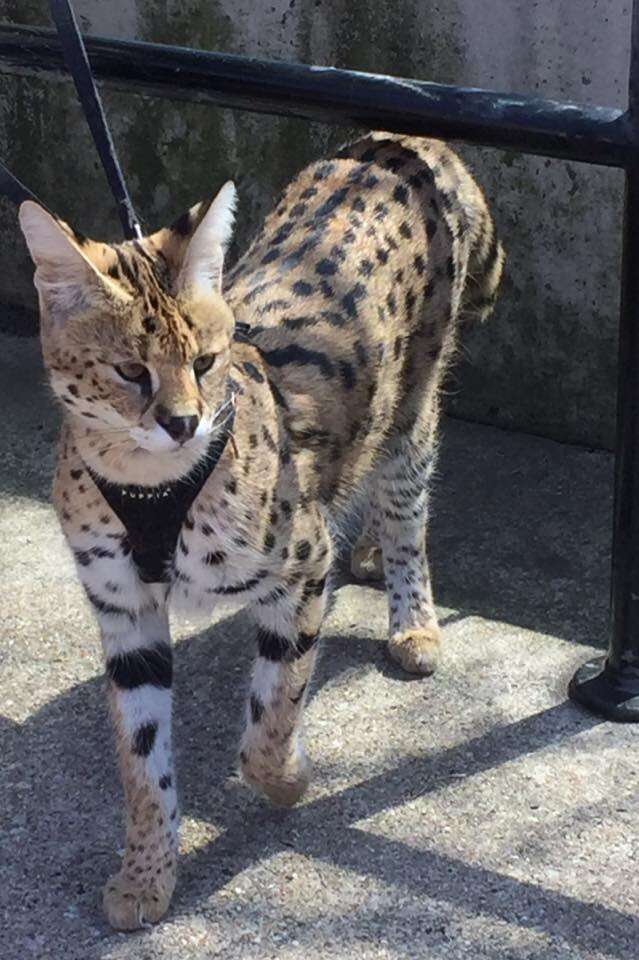 serval cat bite 